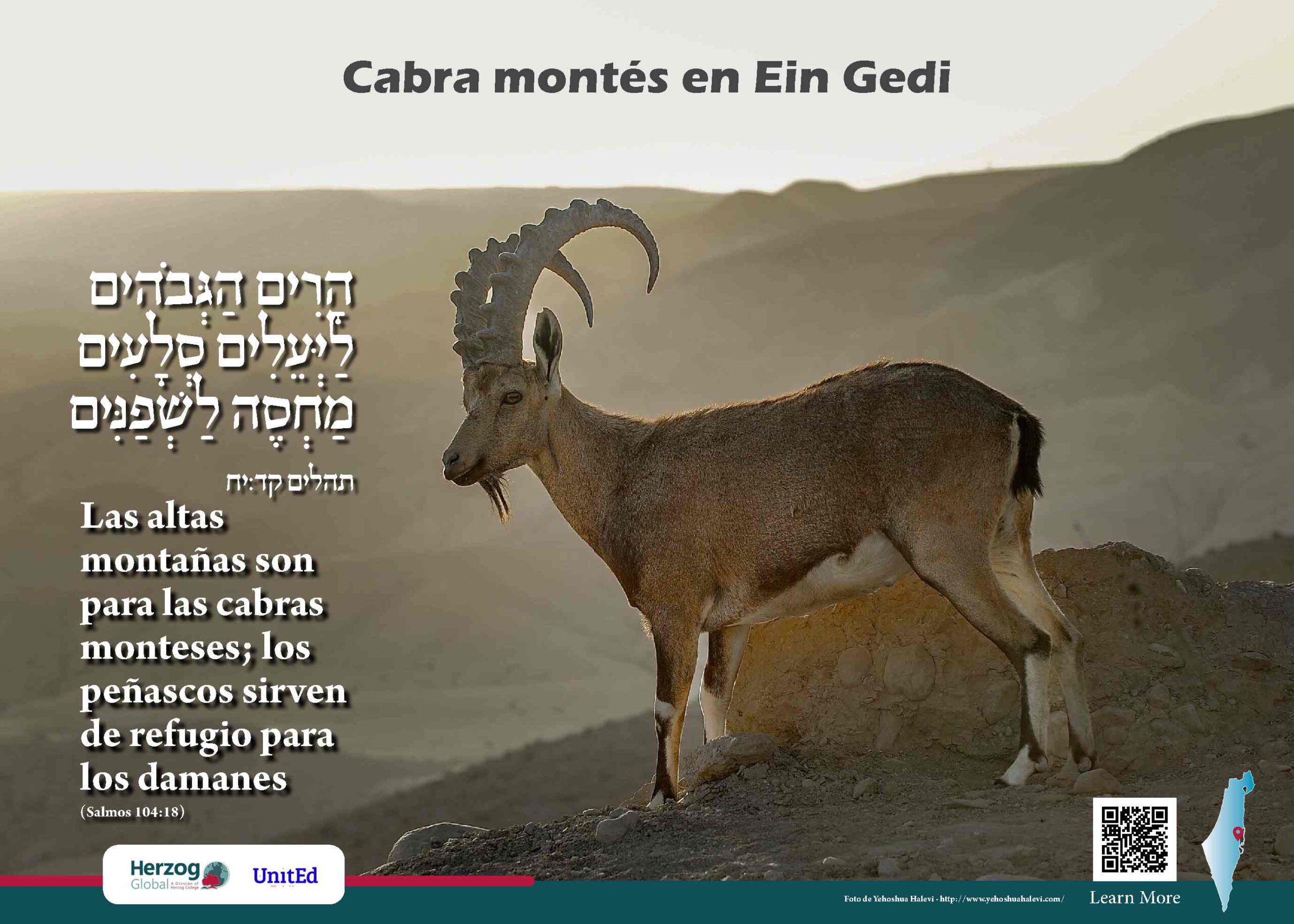 Cabra montés en Ein Guedi - Imágenes de Israel<br />
- Herzog Global y UnitED<br />
